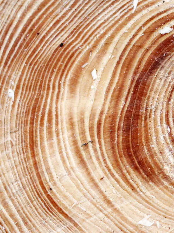 Pale wood with tight growth rings and a knot